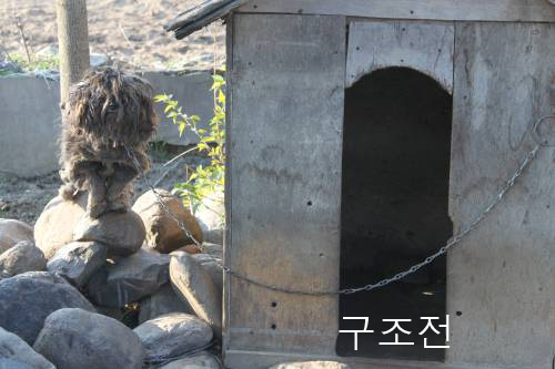 [D10-026관] 강릉 누더기견 웬디