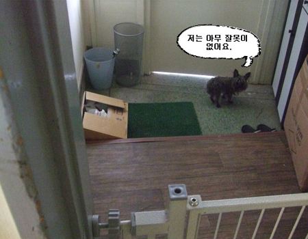 [D10-028관] 버려진 요크셔 윌리엄=입양 예정~!!