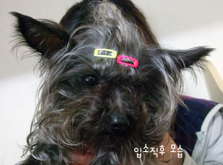 [D10-028관] 버려진 요크셔 윌리엄=입양 예정~!!