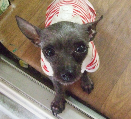 [D10-028관] 버려진 요크셔 윌리엄=입양 예정~!!