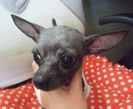 [D10-028관] 버려진 요크셔 윌리엄=입양 예정~!!