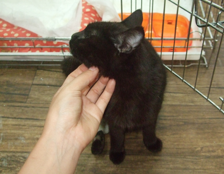 [D10-031관] 무릎냥이 미오