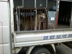 [D10-033관외] 식용으로 팔려갈 위기의 허스키