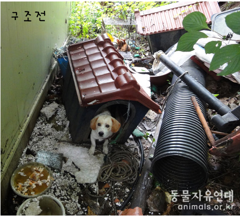 [D10-52관]학대견 덕구