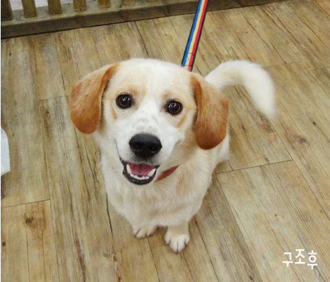 [D10-52관]학대견 덕구