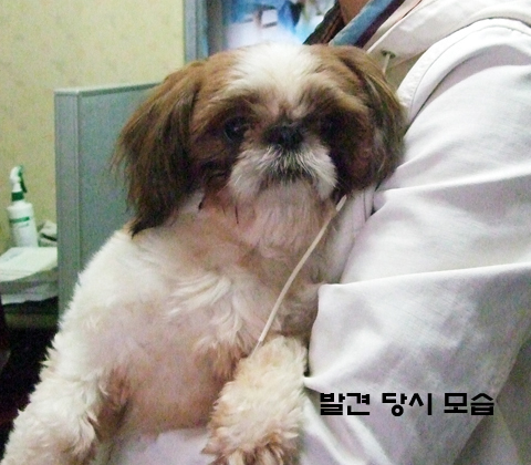 [D10-57관] 시츄 투투 