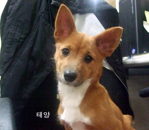 [D10-56관] 5개월된 담비와 태양