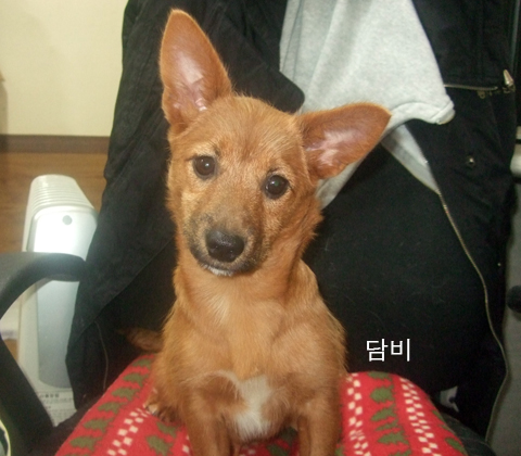 [D10-56관] 5개월된 담비와 태양