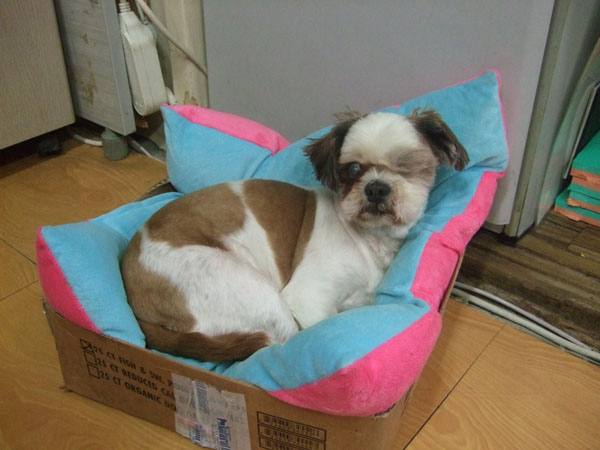 [D10-63관] 장님시추 켠이.