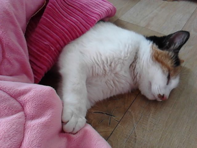 [D10-64관외] 삼색이 고양이