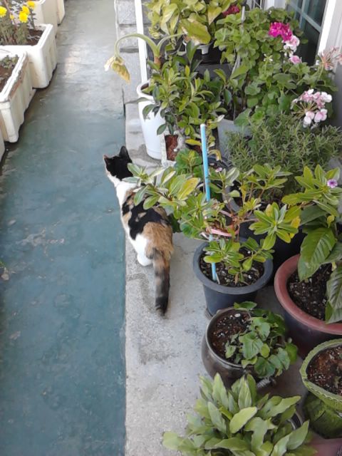 [D10-64관외] 삼색이 고양이