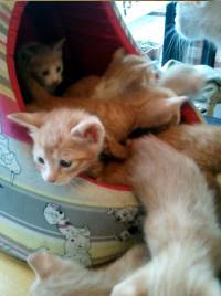 [D10-71관외] 아가 냥이 11마리 입양처 찾습니다.