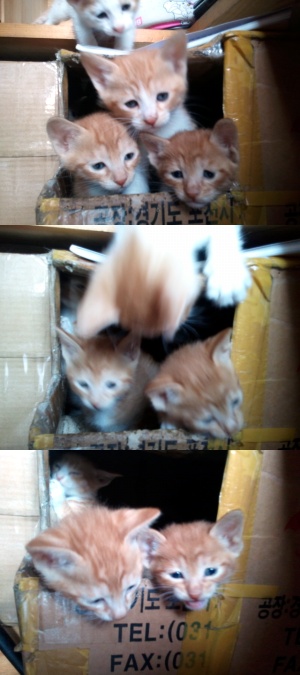 [D10-71관외] 아가 냥이 11마리 입양처 찾습니다.