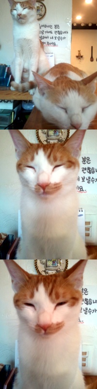 [D10-71관외] 아가 냥이 11마리 입양처 찾습니다.