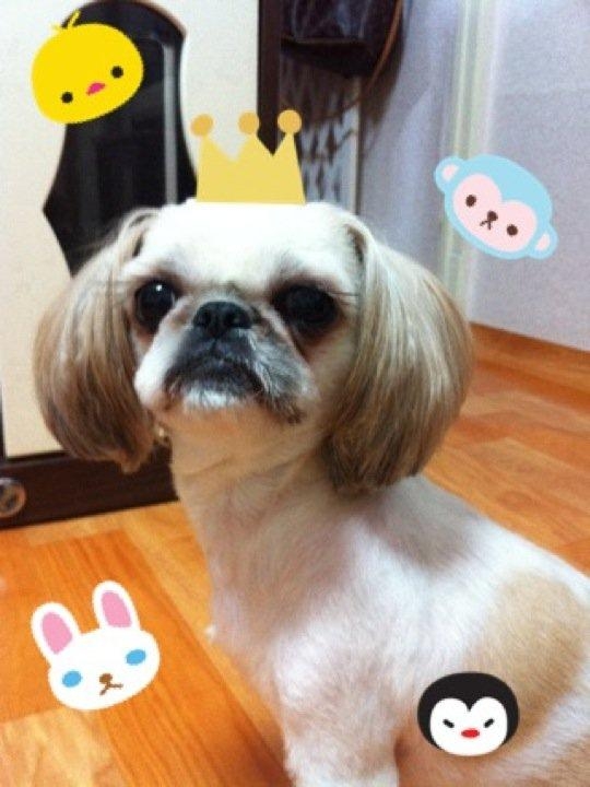 [D10-70관외] 유기된 시추 몽실이