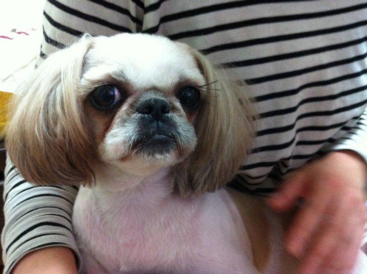 [D10-70관외] 유기된 시추 몽실이