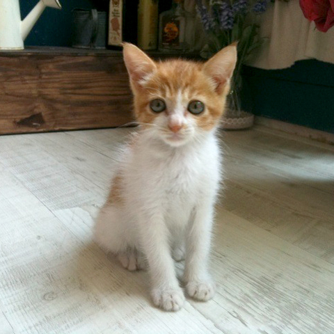 [D10-79관외] 신사동 고양이