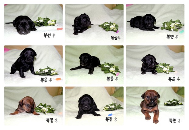 [D11-021관외] 까미와 9마리 새끼강아지 