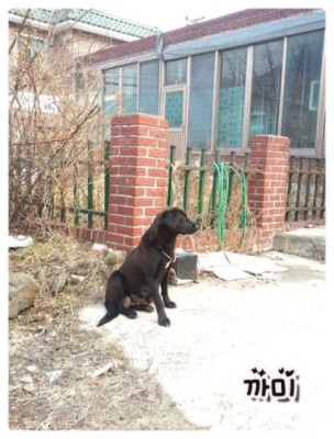 [D11-021관외] 까미와 9마리 새끼강아지 