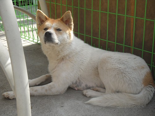 [D11-024관] 북한산 유기견 봉순이와 아기 강아지들. 