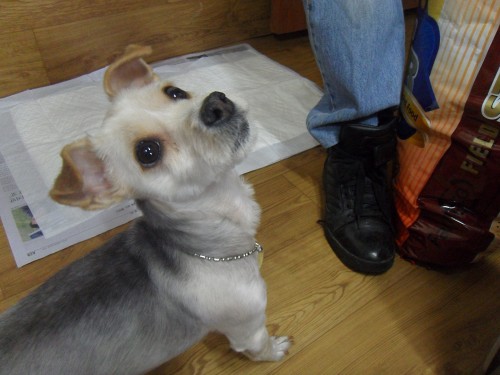 [D11-025관] 혼자 입양못간 비운의 요크셔 써니 = 입양완료!!