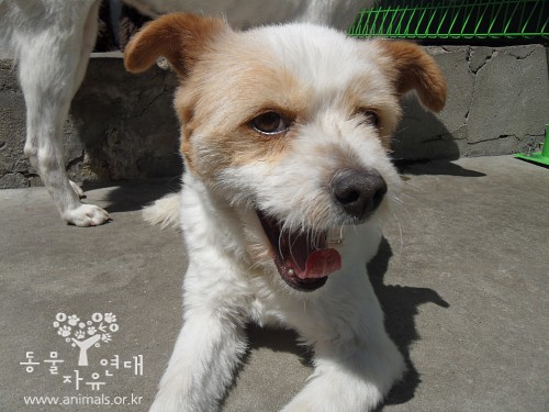 [D11-027관] 순하고 맑은 뚱순이의 가족이 되어 주세요 = 입양완료!!