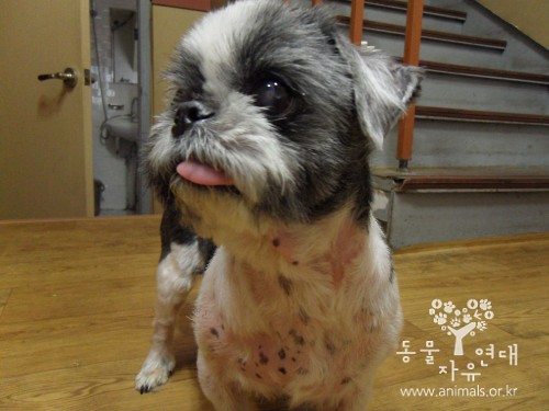 [D11-028관]희망이의 희망천사를 찾습니다=입양완료되었습니다!!