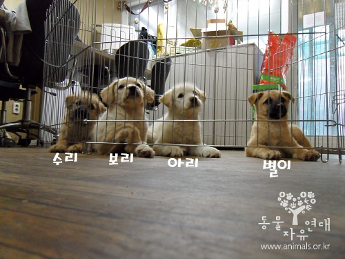 [D11-029관] TV동물농장방송- 영종도에서 구조 된 어린천사들