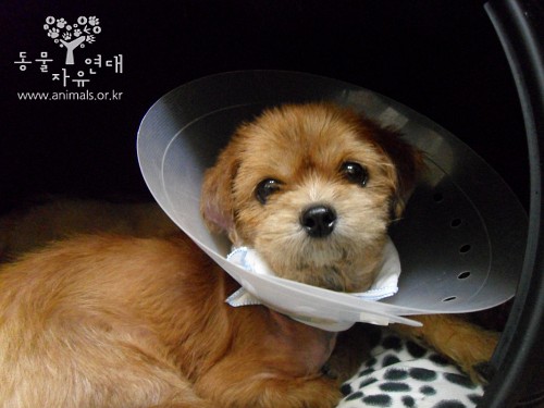 [D11-031관]똥꼬발랄한 빠삐=입양예정!