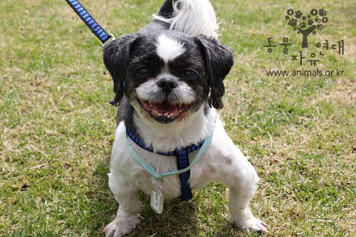 [D09-004관] 귀여운 개인기 시추 뚱이 = 입양완료!!