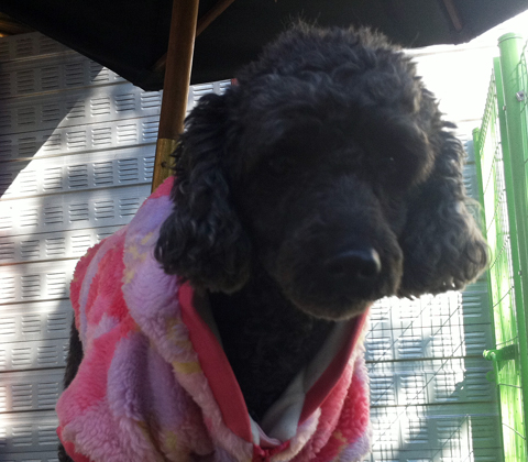 [D11-035관] 요크셔 지니의 새 가족을 찾고 있습니다=입양완료 되었습니다~!!