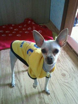 [D11-035관] 요크셔 지니의 새 가족을 찾고 있습니다=입양완료 되었습니다~!!