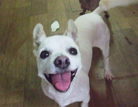 [D11-036관외]견주의 죽음으로 남겨 진 방울이와 딸랑이=입양완료되었습니다!!