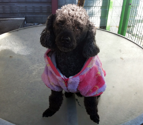 [D11-036관외]견주의 죽음으로 남겨 진 방울이와 딸랑이=입양완료되었습니다!!