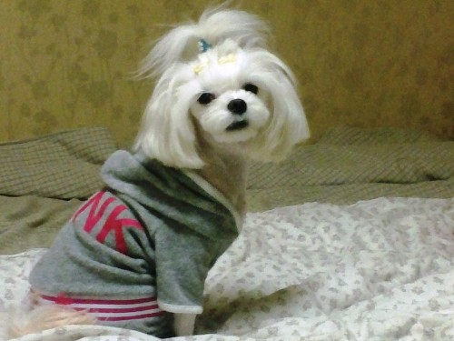 [D11-036관외]견주의 죽음으로 남겨 진 방울이와 딸랑이=입양완료되었습니다!!