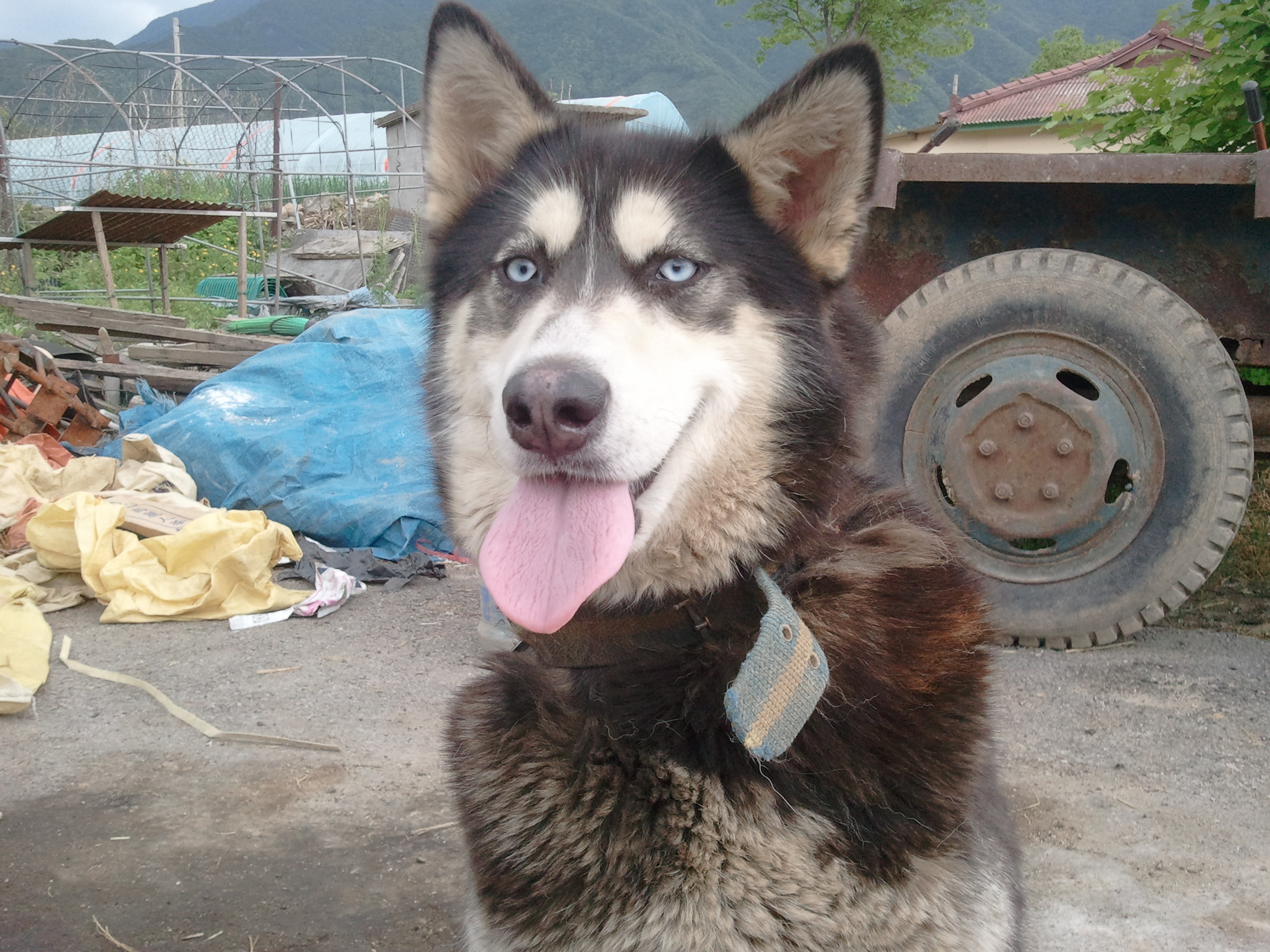 [D11-037관외] 팔려가는 위기에 처한 말라뮤트 설이를 구해주세요.