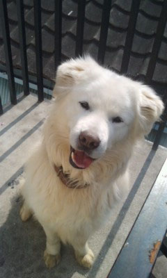 [D11-039관외] 대형견 구름이를 거둬주실 가족을 찾고 있습니다.-임보자가 입양결정