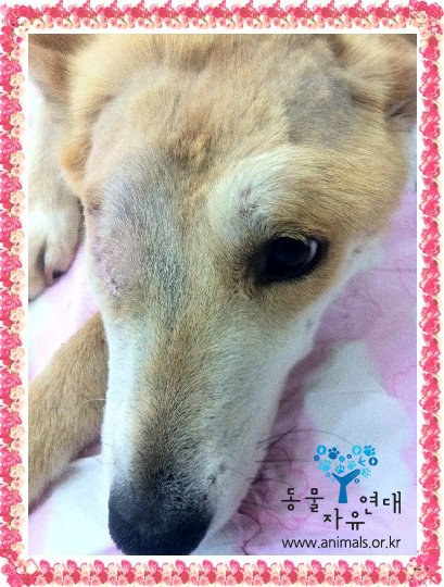 [D11-036관]황구 찐자 = 입양완료되었습니다!!