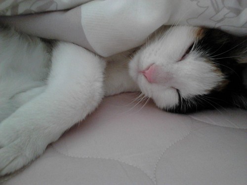 [D11-041-1관외] 애교냥이 냥순이의 가족을 찾습니다=입양완료!