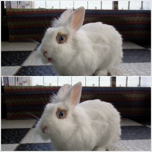 [D11-041-2관외] 라이언헤드 토끼 애기의 가족을 기다립니다=입양완료!!