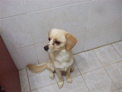 [D11-045관] 지속적으로 학대를 받던 덕순이가 입양을 기다립니다~입양완료!!