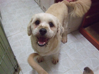 [D11-044관] 폐타이어에 묶여 살던 마루가 가족을 기다립니다!=입양예정