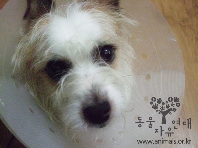 [D11-053관] 공원을 떠돌던 카이가 사랑이 가득한 집으로 가고 싶어해요.