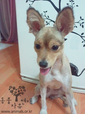 [D11-054관외] 고라니를 닮은 라니가 가족을 찾습니다!