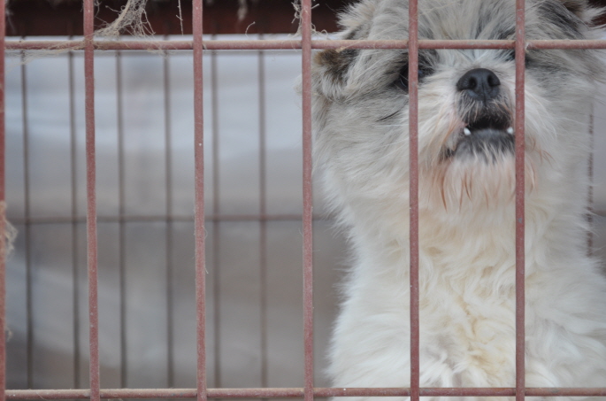 [D11-055관외] 비오는 날에 엄마를 잃은 아기고양이를 입양해주세요~