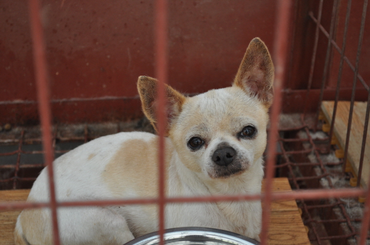 [D11-055관외] 비오는 날에 엄마를 잃은 아기고양이를 입양해주세요~