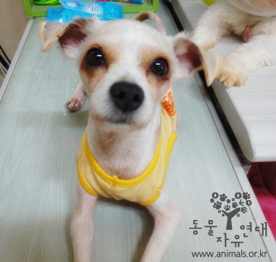 [D11-63관] 얄미운 우리 광명이 이름처럼 밝은 빛같은 아이로 만들어 주실 분~!=입양완료!!