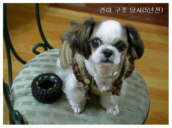 [D11-067관] 앙증맞은 말티즈 뽀미의 입양공고! 많이 기다리셨죠?=입양완료!!