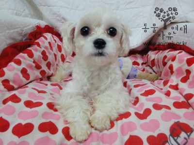 [D11-067관] 앙증맞은 말티즈 뽀미의 입양공고! 많이 기다리셨죠?=입양완료!!