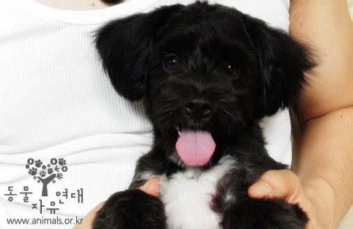 [D11-072관외] 어린 나이에 주인을 잃고 시장을 돌아다니던 까망이=입양완료!!